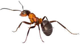 Beetle