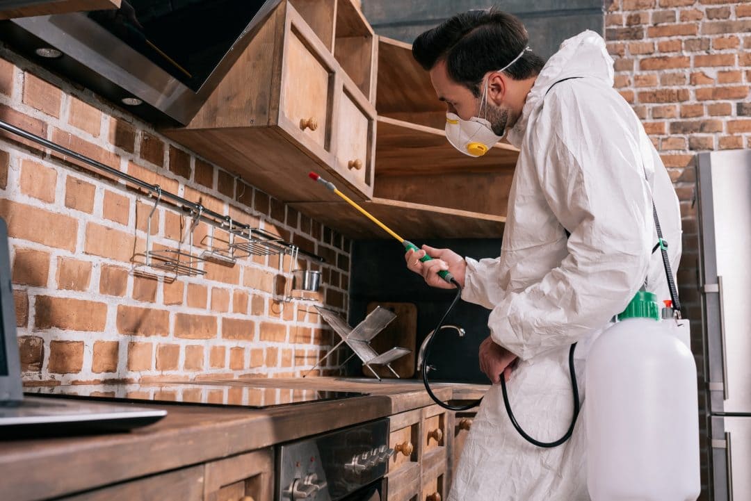 Termite Control Treatments