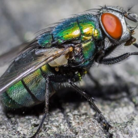 Animals-With-The-Shortest-Lifespan-Housefly-1024x535