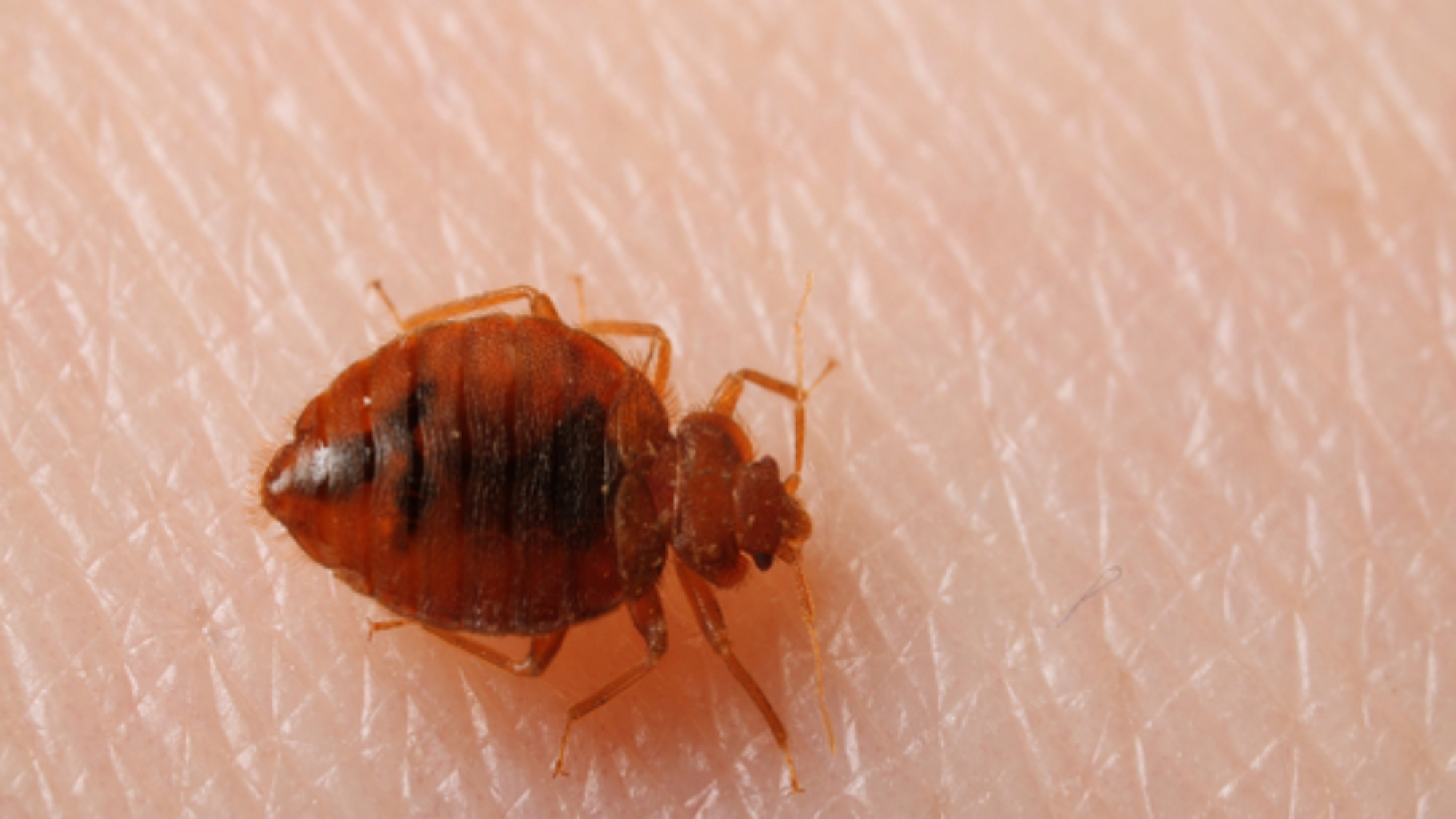 Bedbugs aren't known to spread disease to or among people, but that doesn't make them less creepy-crawly. About the size of an apple seed, they feast on human blood and typically bite a sleeping host at night.