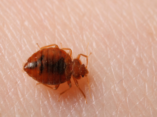 Bedbugs aren't known to spread disease to or among people, but that doesn't make them less creepy-crawly. About the size of an apple seed, they feast on human blood and typically bite a sleeping host at night.