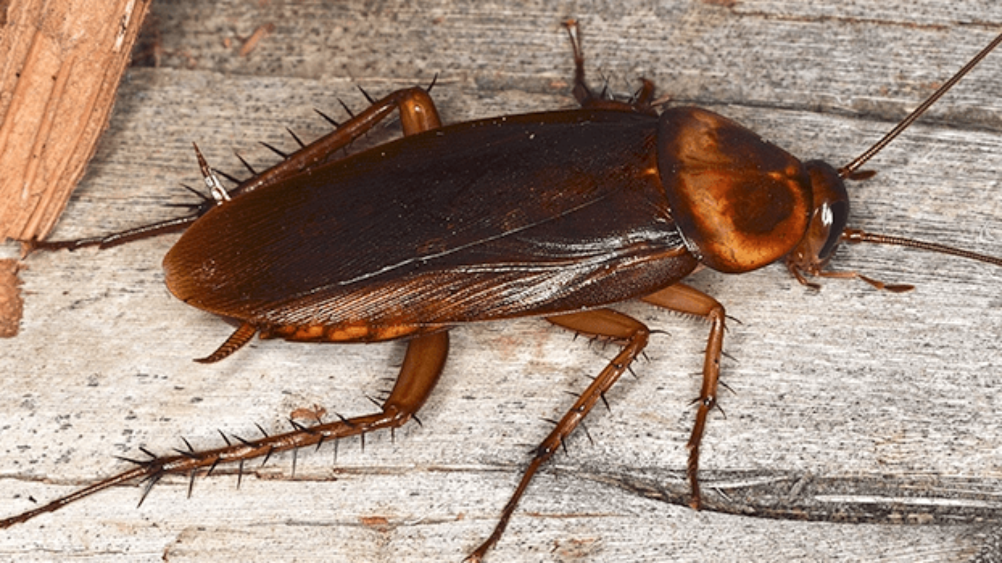 cockroach