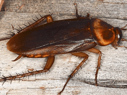 cockroach