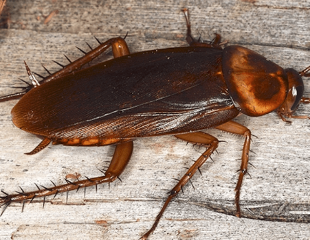 cockroach