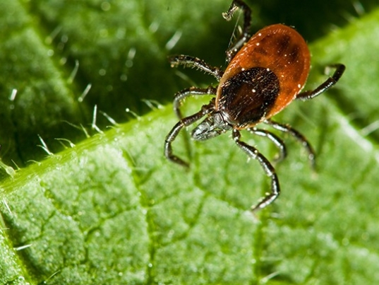 natural-tick-control-adult-tick