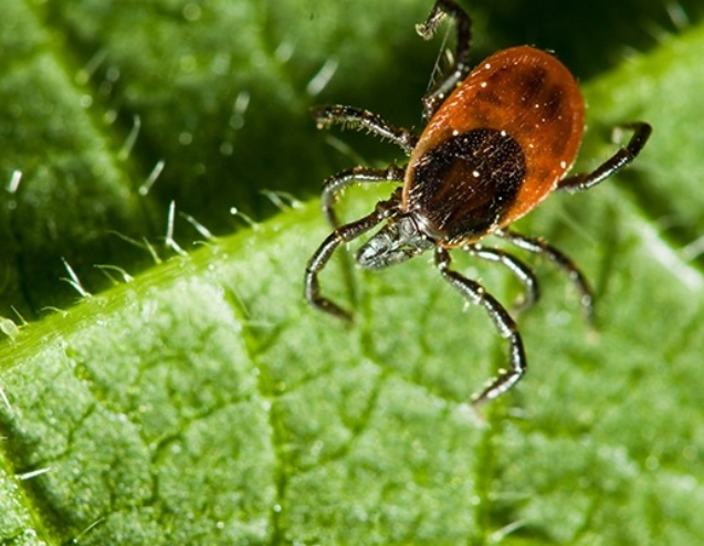 natural-tick-control-adult-tick