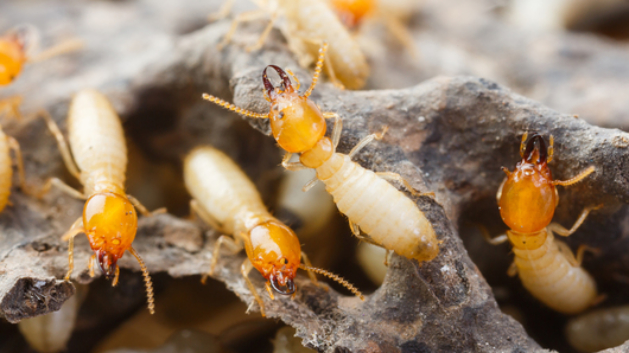 termites-act-pest-control-canberra (1)