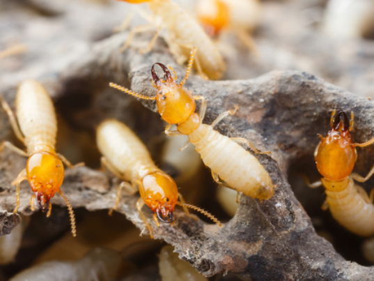 termites-act-pest-control-canberra (1)